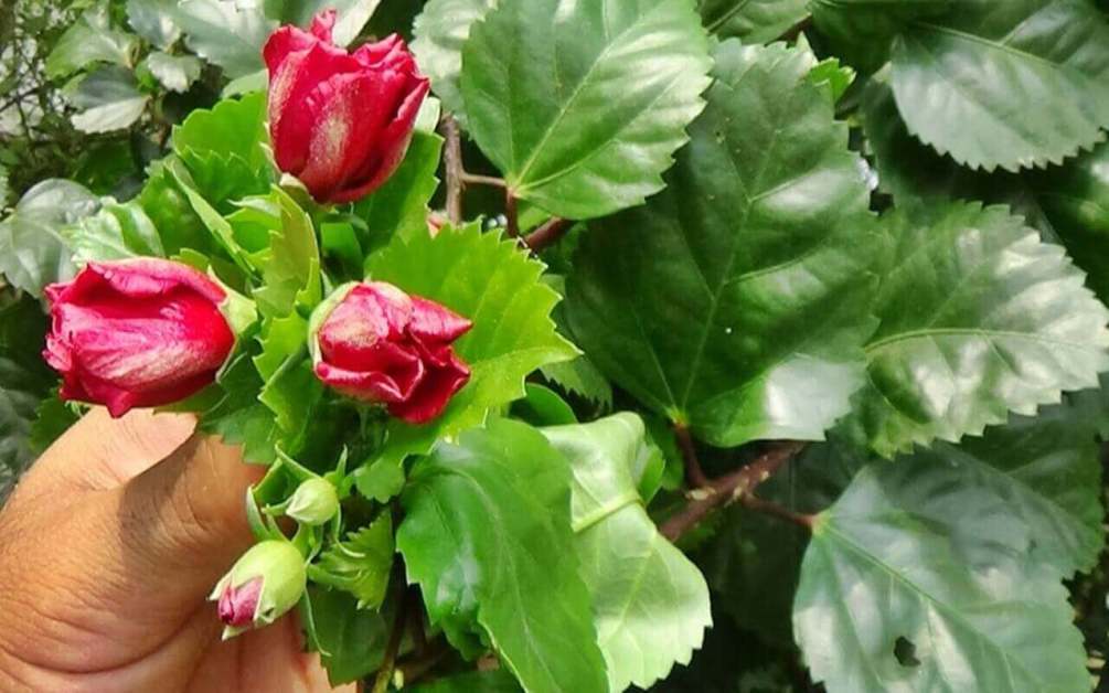 টিপস এন্ড ট্রিকস জবা গাছের যত্ন