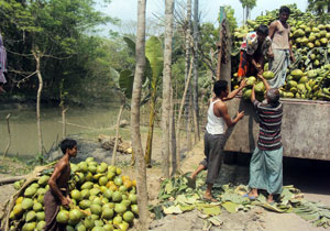 জিয়ানগরের ডাব যাচ্ছে বিভিন্ন বিভাগীয় শহরে