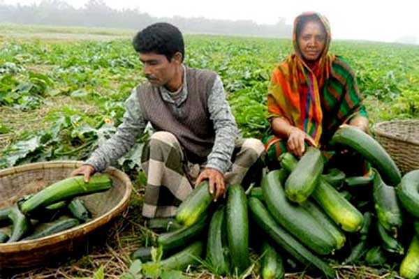 লাভজনক সবজি স্কোয়াশ চাষ