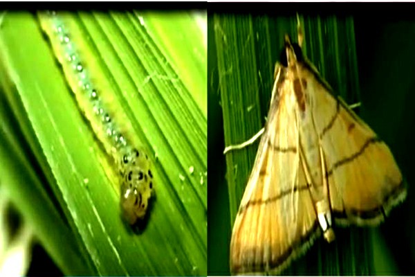 ধানের পাতামোড়ানো পোকা আক্রমণে করনীয়