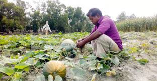 চর অঞ্চলের কৃষি