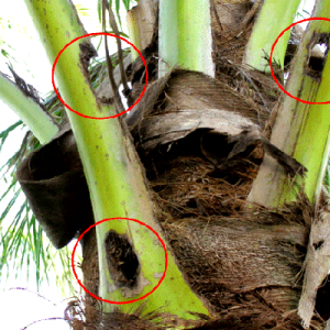 নারিকেলের গোবরে পোকা