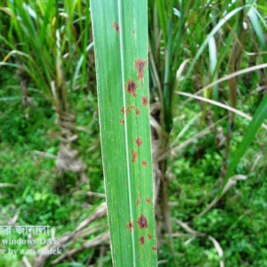আখের পাতার লাল দাগ রোগ