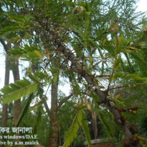 আমলকির স্কেল পোকা