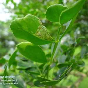 কদবেলের পাতা সুড়ঙ্গকারী পোকা