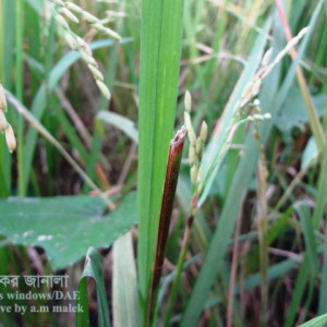 ধানের ইঁদুর সমস্যা